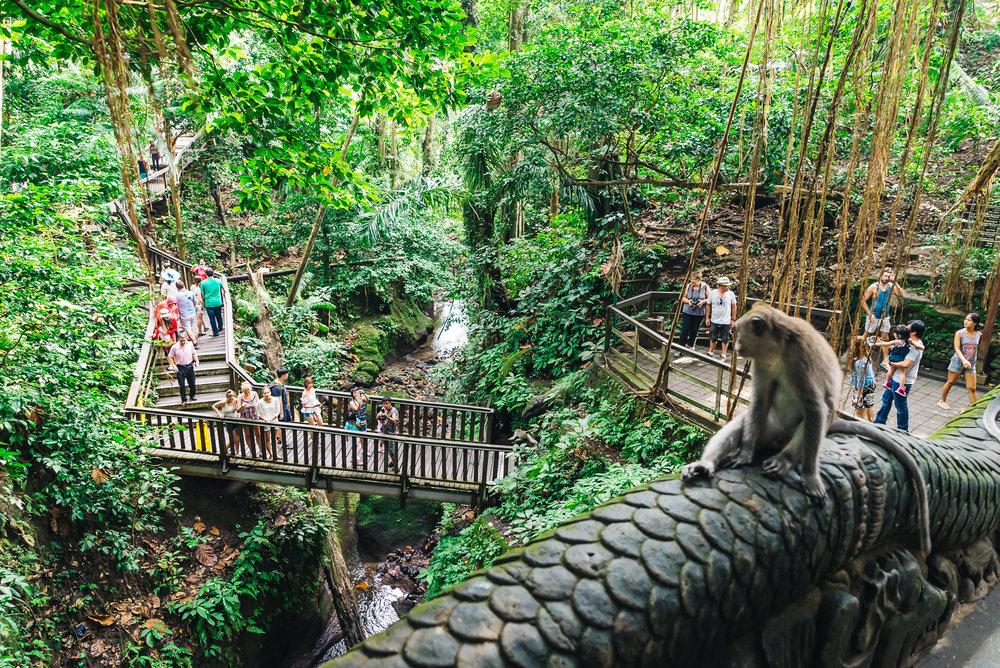   Sacred Monkey Forest Sanctuary - Du lịch Ubud cùng Local bali